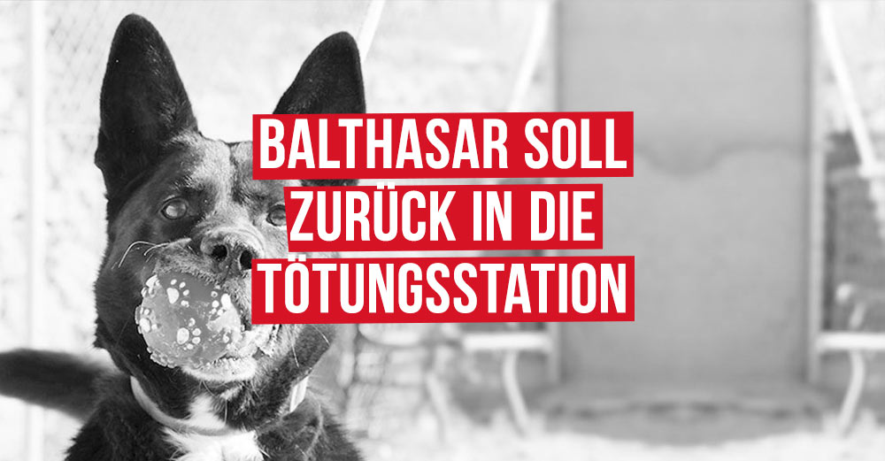 Balthasar soll zurück in die Tötungsstation » Aktiver ...